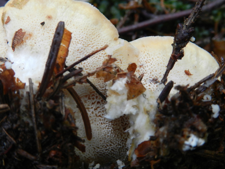 ritrovamenti del 27 ottobre bosco misto prevalenza larice